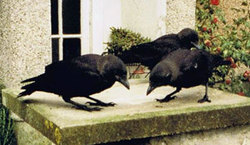 Crows on a birdtable